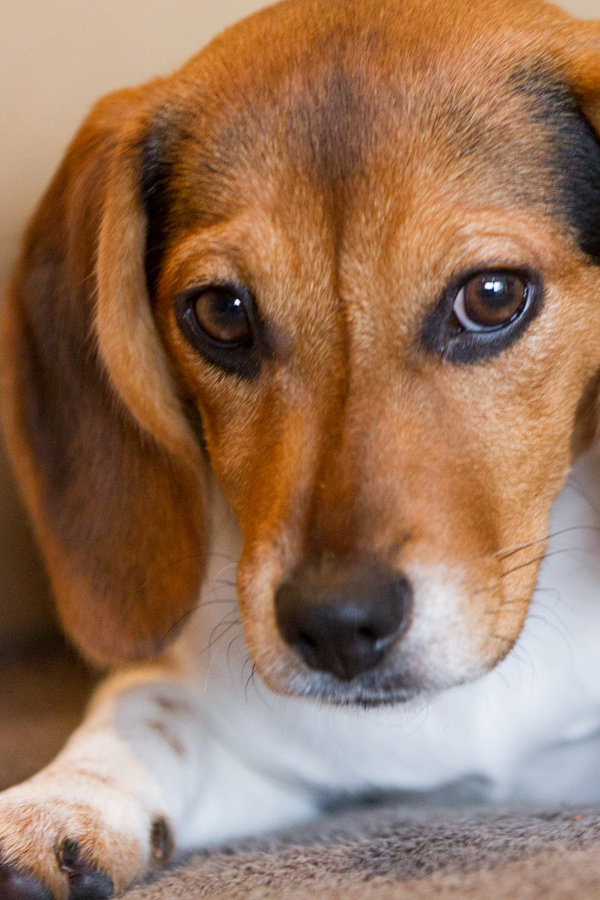 Pensive Beagle in Austin, Texas