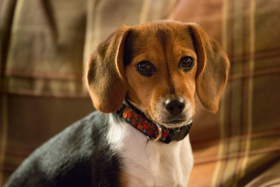 Good Looking Beagle in Highlands, North Carolina