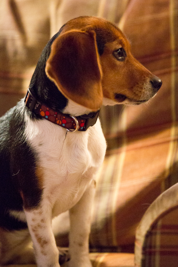 Little Beagle in Highlands, North Carolina