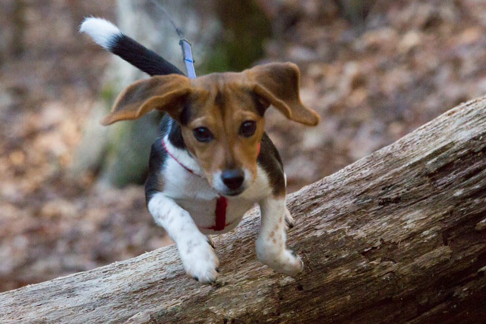 Flying Ears in Highlands, North Carolina