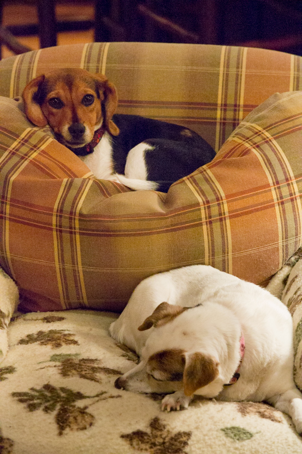 Chilling Out Together in Highlands, North Carolina