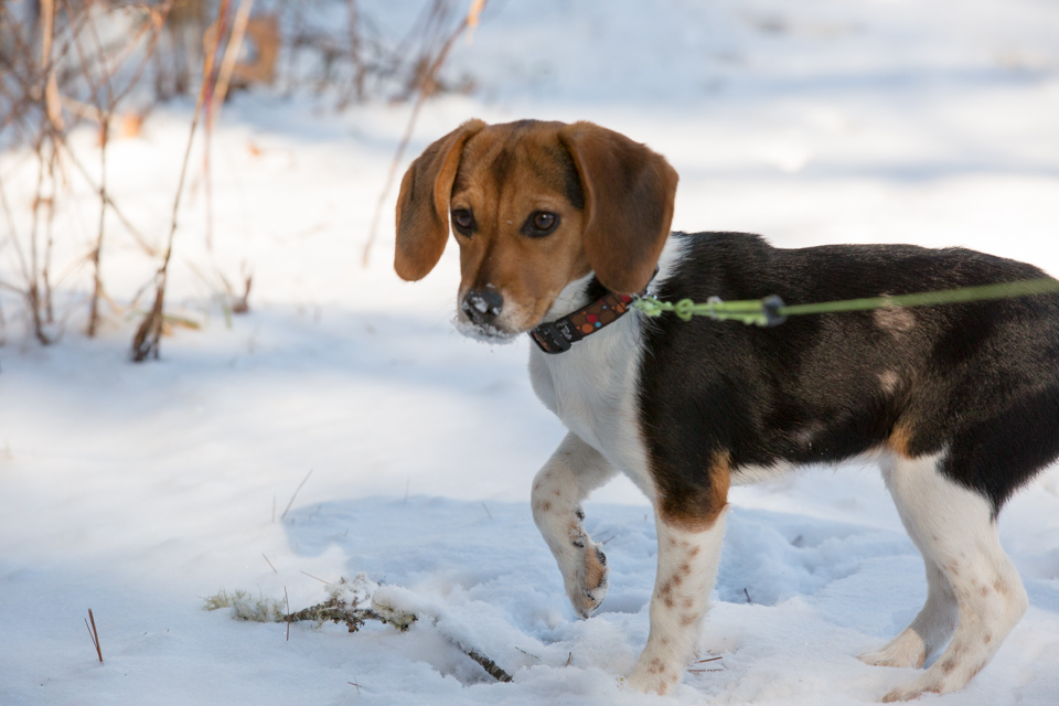 Snow Pup in Highlands, North Carolina