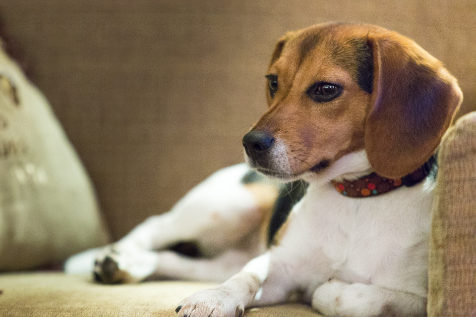 Lounging on the Couch in Austin, Texas