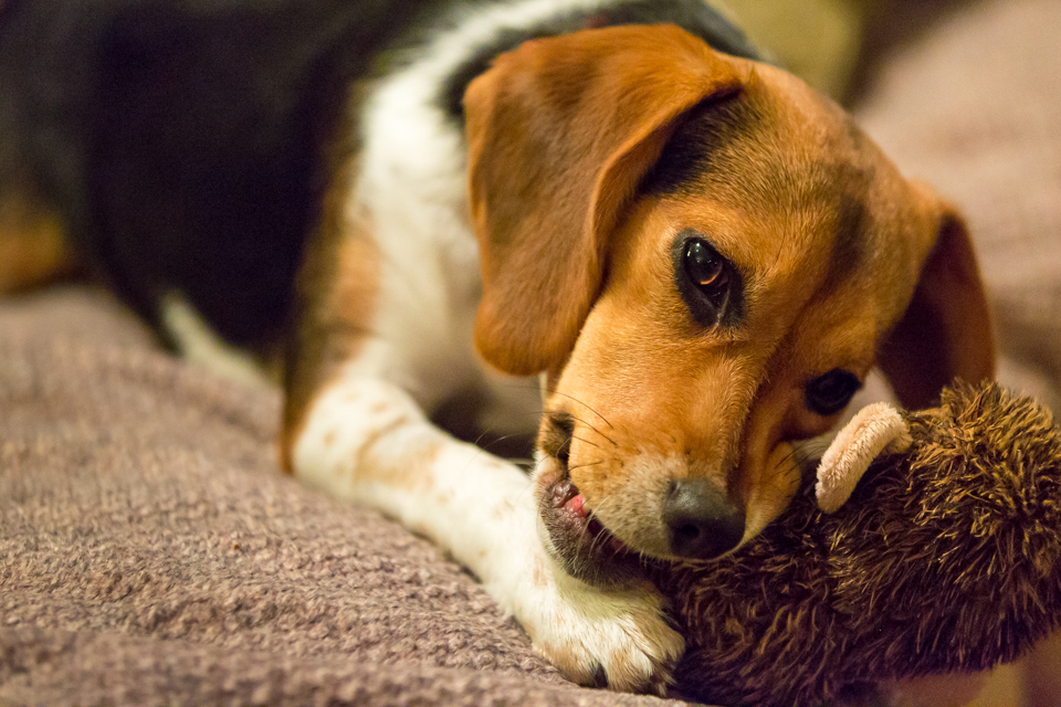 Chew Toy in Austin, Texas