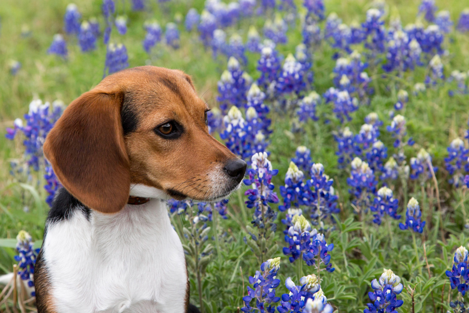 Beagle and Bluebonnets in Austin, Texas