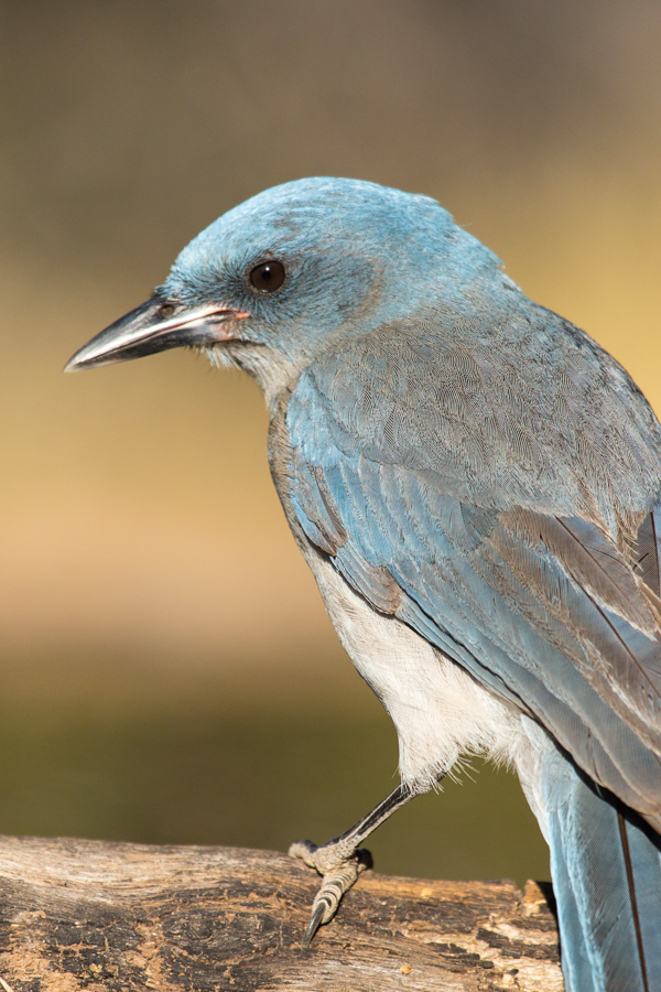 Mexican Jay in Madera Canyon, Arizona