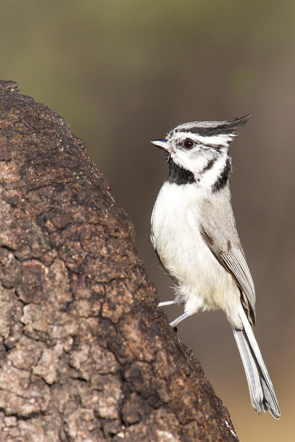 Bridled Titmouse in Madera Canyon, Arizona
