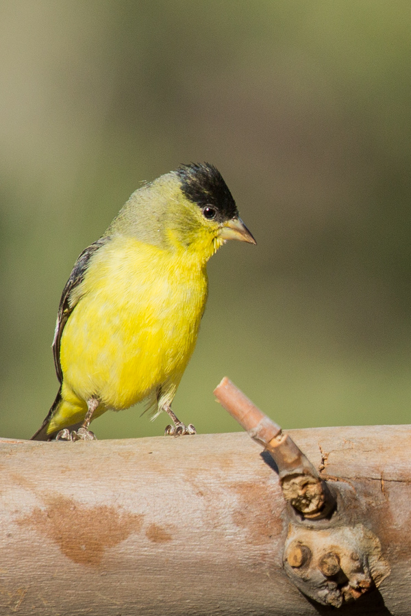 American Goldfinch in Madera Canyon, Arizona