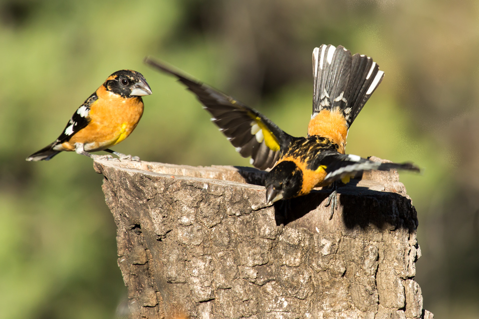 Oriole in AZ  in Madera Canyon, Arizona
