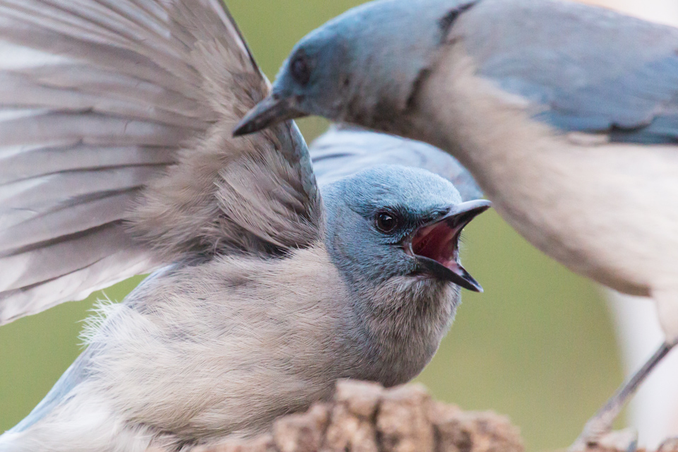 Mad Jay in Madera Canyon, Arizona