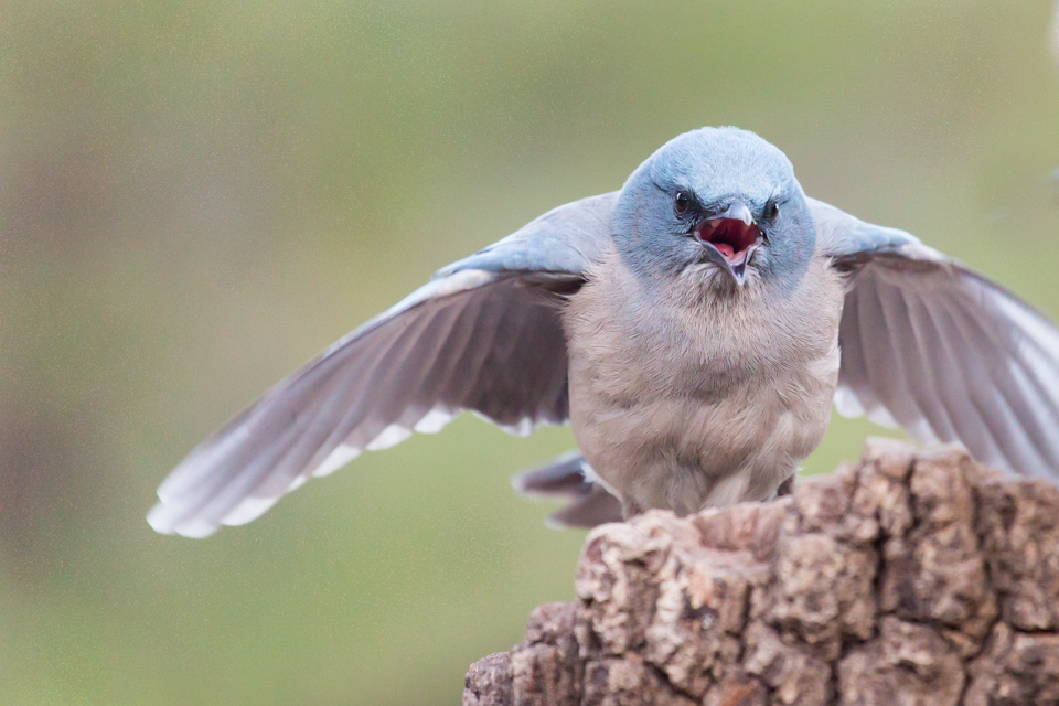 Hungry Bird in Madera Canyon, Arizona