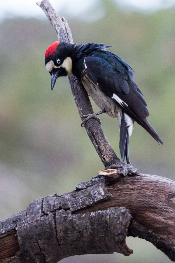 Acorn Woodpecker in Madera Canyon, Arizona