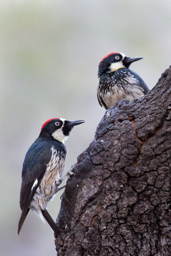 Couple of Woodpeckers in Madera Canyon, Arizona