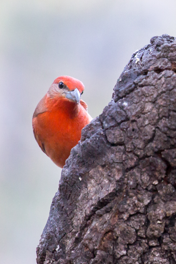 Hepatic Tanager in Madera Canyon, Arizona