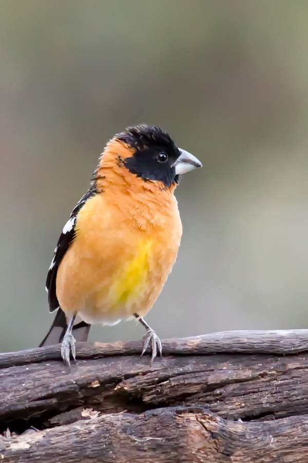 Finch? in Madera Canyon, Arizona