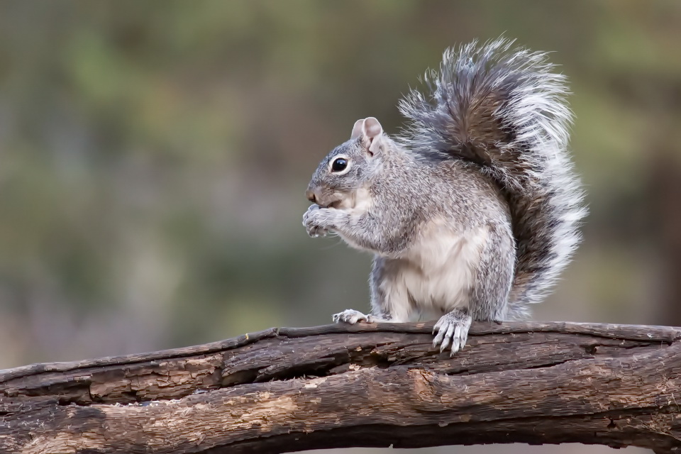 Bushy Tail in Madera Canyon, Arizona