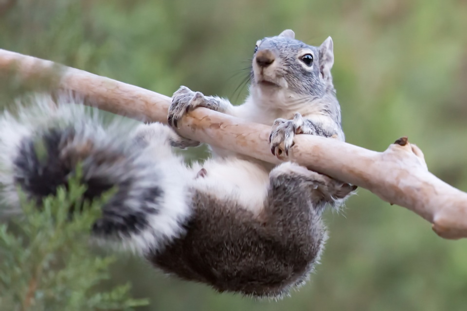 Hang On in Madera Canyon, Arizona