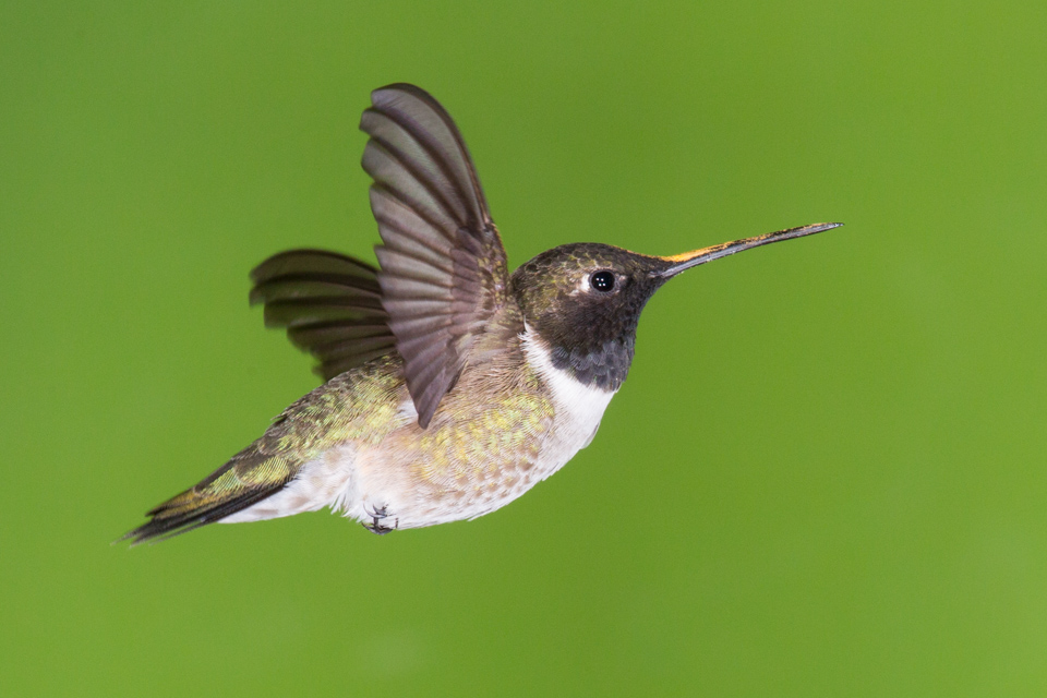 Little Black Chin in Madera Canyon, Arizona