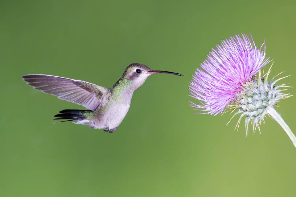 Female Broad Bill in Madera Canyon, Arizona