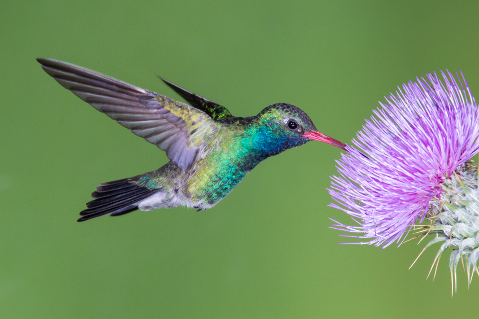 Food in a Thistle in Madera Canyon, Arizona