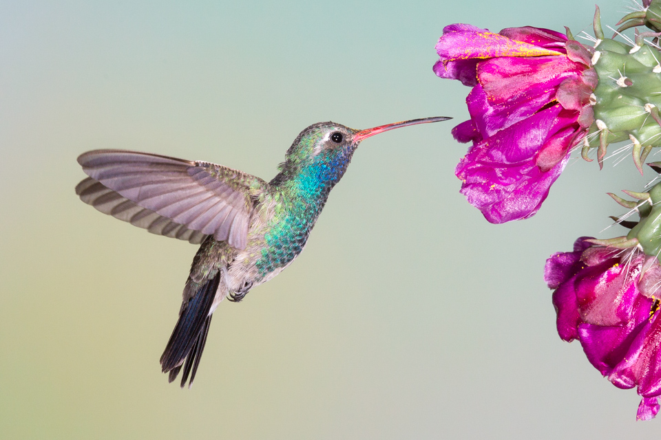 Purple Meal in Madera Canyon, Arizona