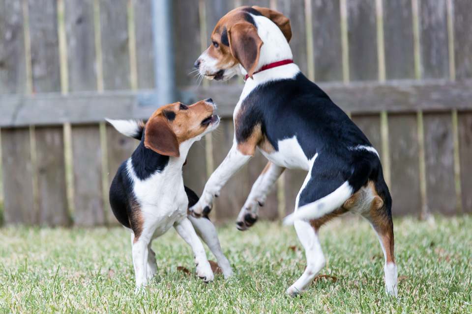 Beagles at Play in Austin, Texas