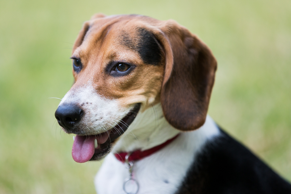 Cooper in Austin, Texas