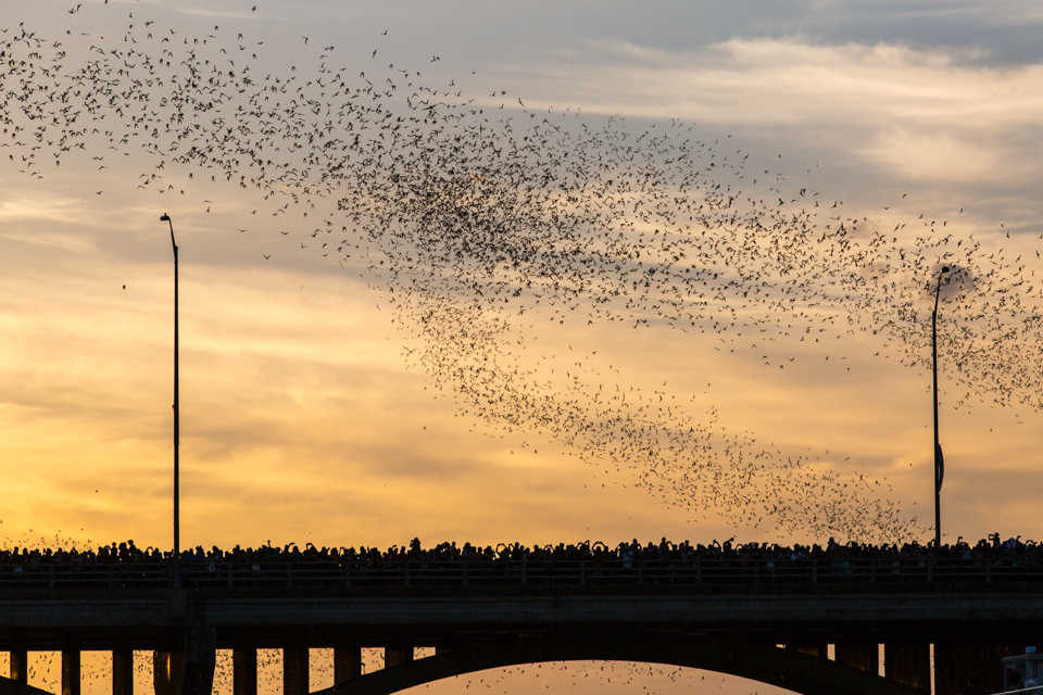 Austin Bats in Austin, Texas