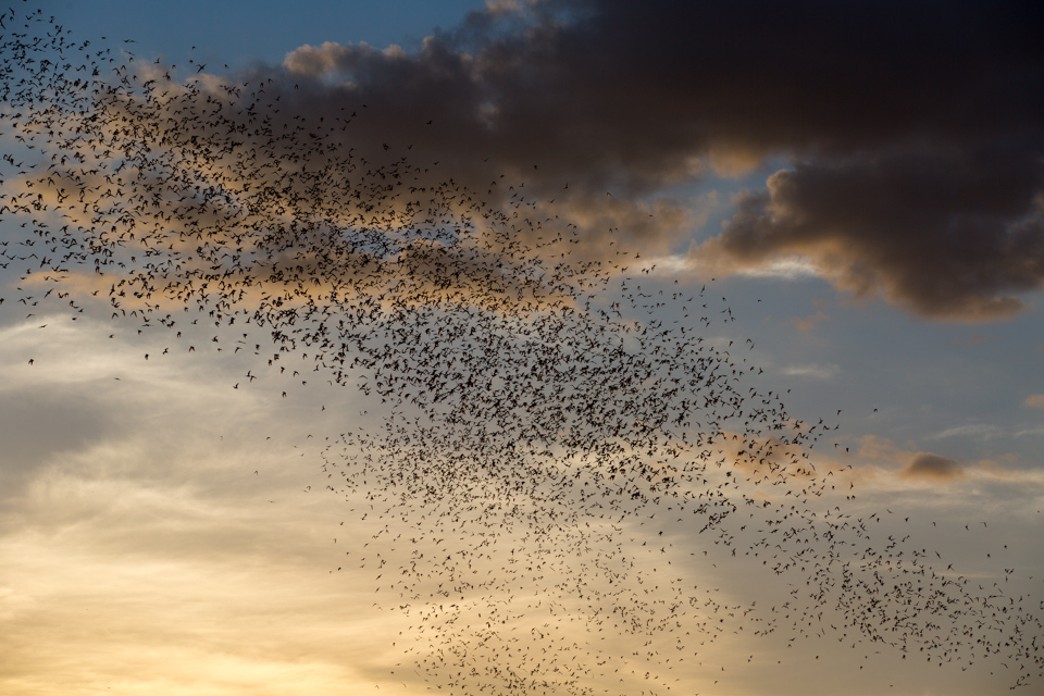 Clouds of Bats in Austin, Texas