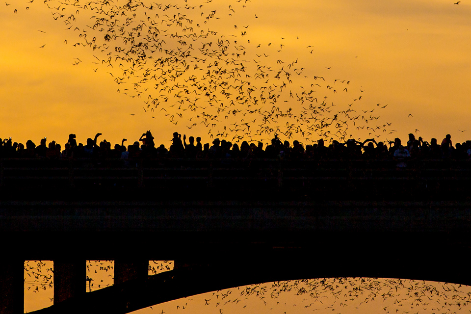 Bat Fun in Austin in Austin, Texas