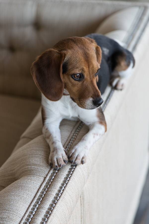 Beagle on the Edge in Paradise Valley, Arizona