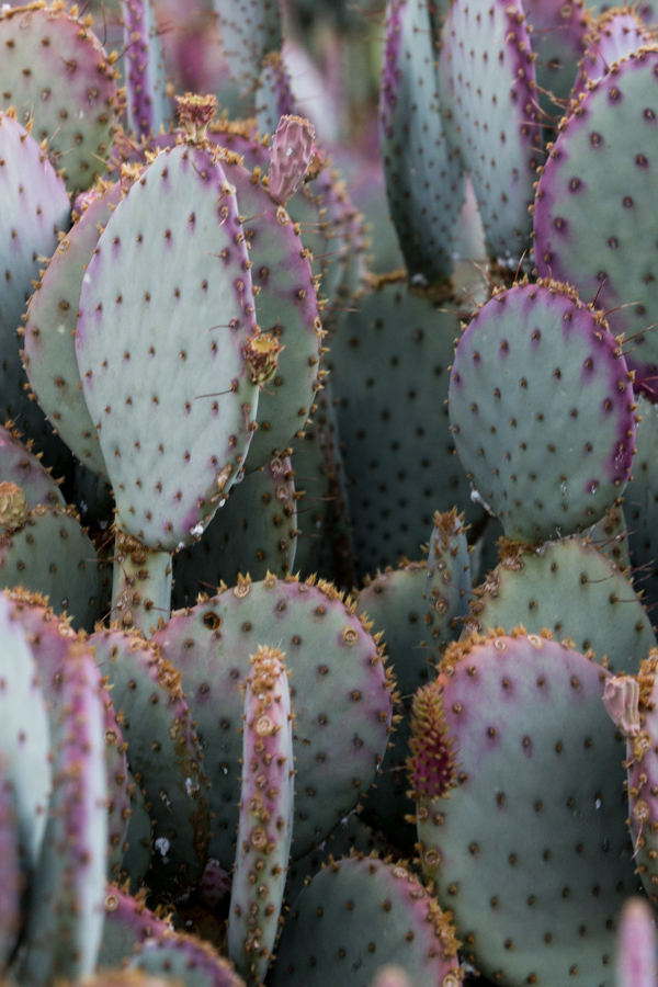 Purple Prickly Pear in Phoenix, Arizona