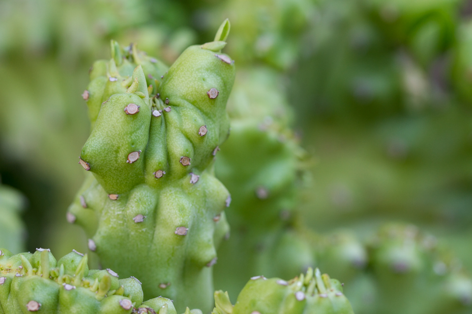 Alien Plant in Phoenix, Arizona