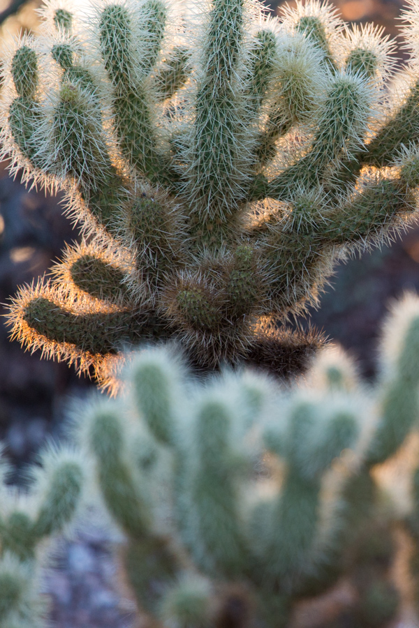 Mean Cactus in Phoenix, Arizona