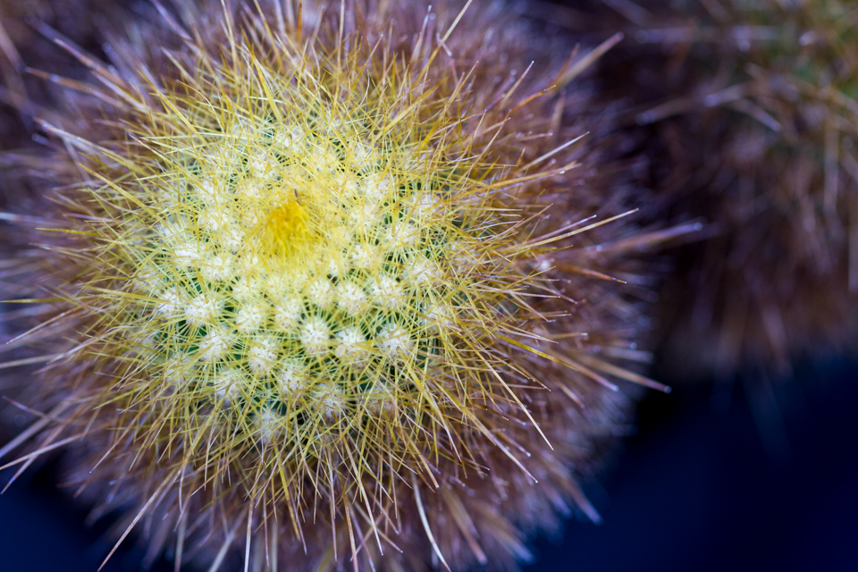 Ball of Spines in Phoenix, Arizona