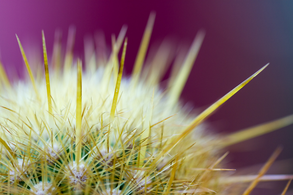 Spines in Phoenix, Arizona