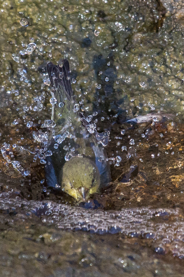 Bathing in Phoenix, Arizona