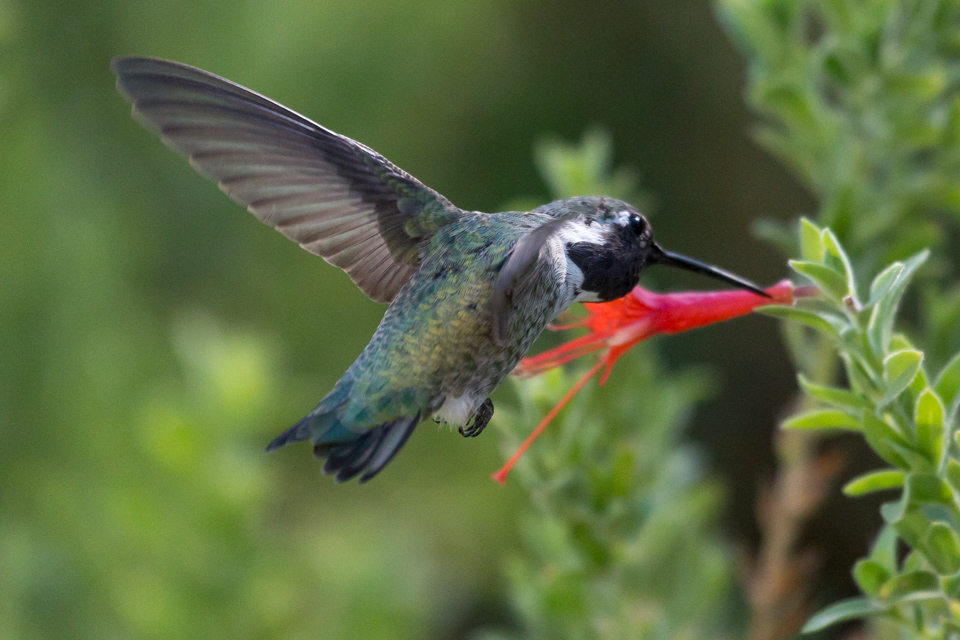 Red Meal in Phoenix, Arizona