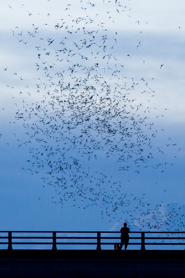 Blue Bats in Austin, Texas