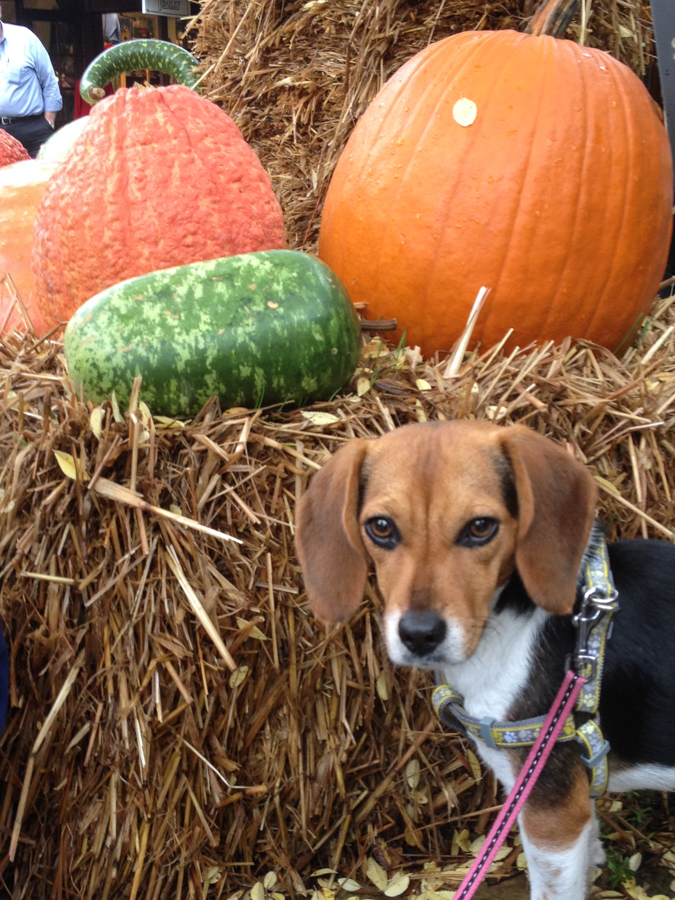 Fall Beagle in Highlands, North Carolina