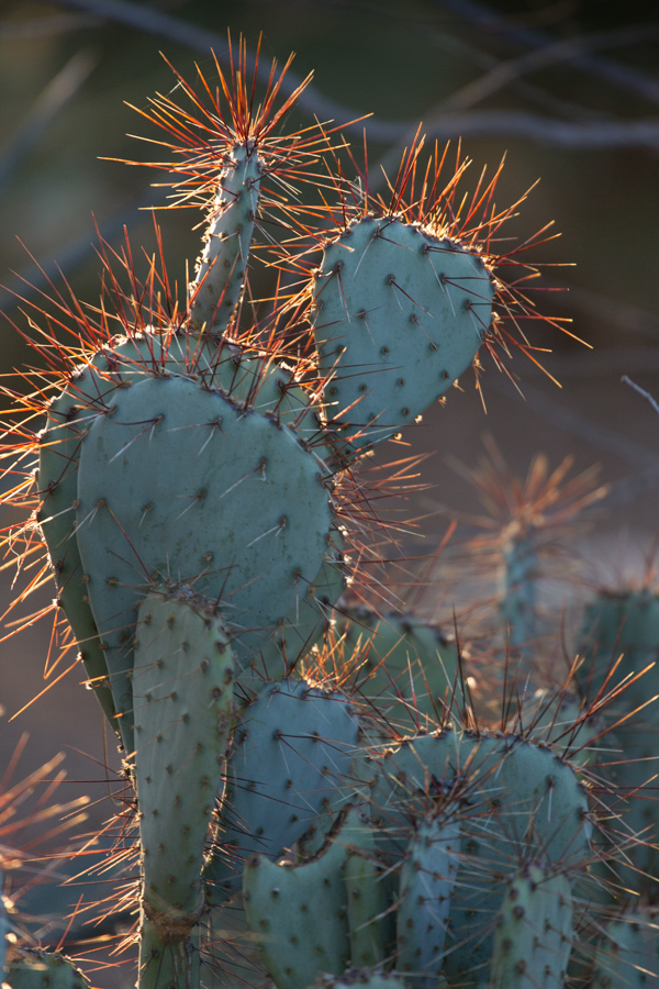 Red Spines in Phoenix, Arizona