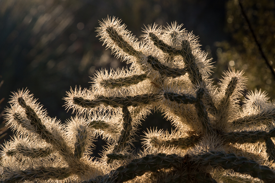 ShinyCholla in Phoenix, Arizona