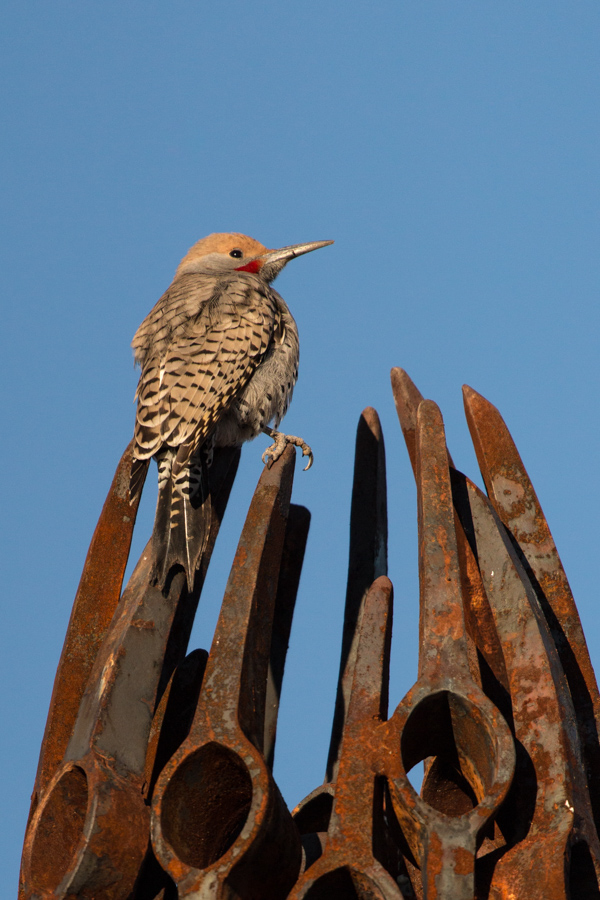 Pick Ax Perch in Phoenix, Arizona