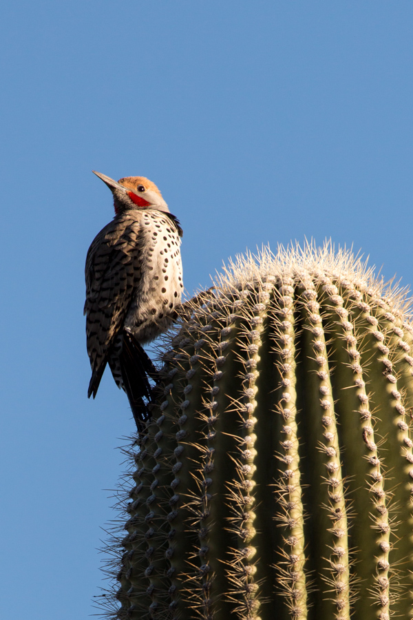 Red-shafted Flicker in Phoenix, Arizona