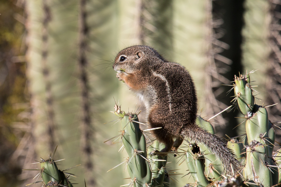 Prickly Dining in Phoenix, Arizona
