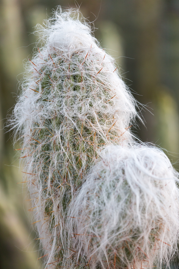 Old Man Cactus in Phoenix, Arizona