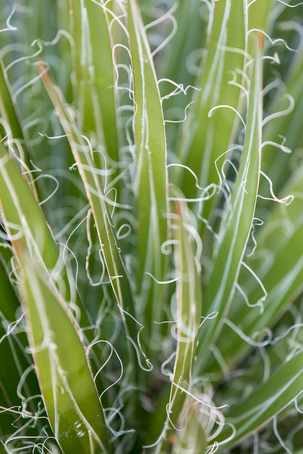 Fraying in Phoenix, Arizona