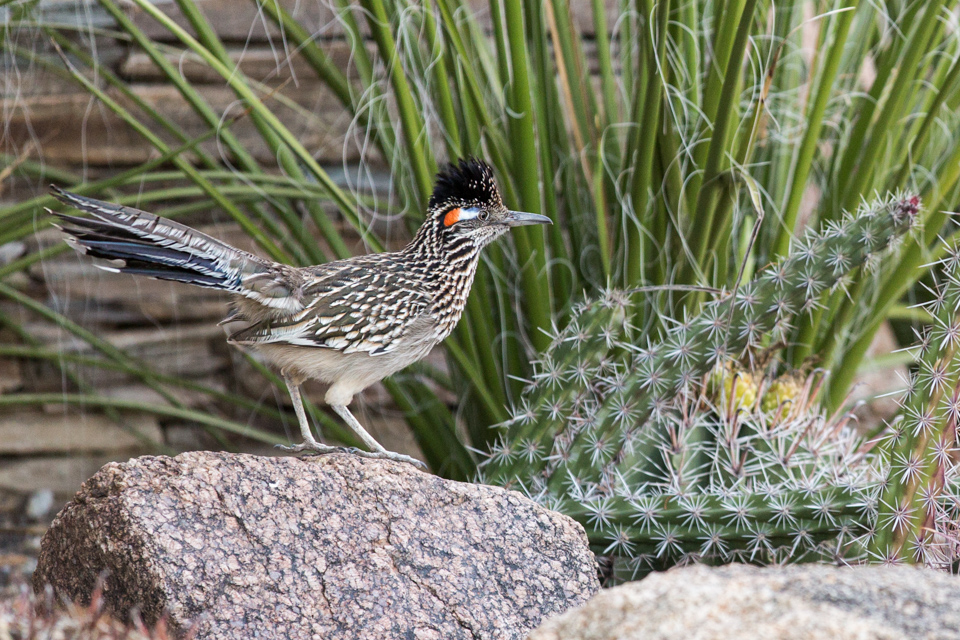 Beep Beep in Phoenix, Arizona
