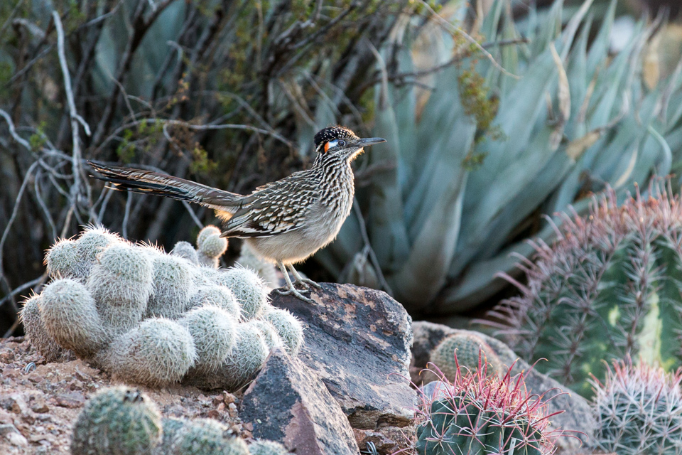 Roadrunner in Phoenix, Arizona