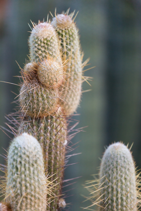 Piled Up Cacuts in Phoenix, Arizona